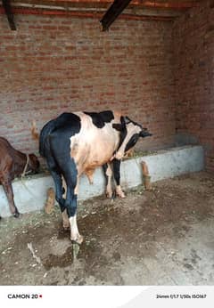 bull for sale