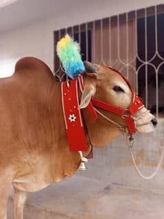 cow