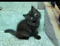 2 months kitten