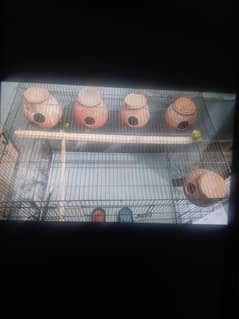 love birds . hogoromo. . . arrsattlien. . cage