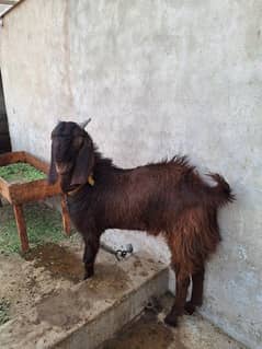 chatrey bakrey