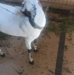 GOAT FEMALE BAKRI DONDI FOR SALE URGENT ALSO SUITABLE FOR QURBANI