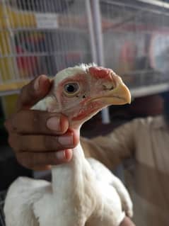 Top quality parrot beak aseel