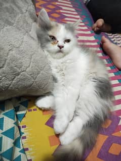 CUTE KITTEN FOR SALE IS DISCOUNTED PRICE