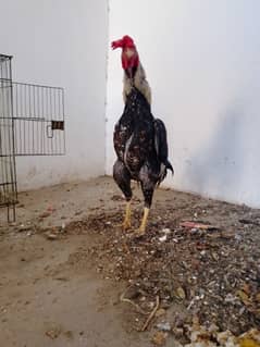 Aseel