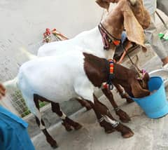 Qurbani