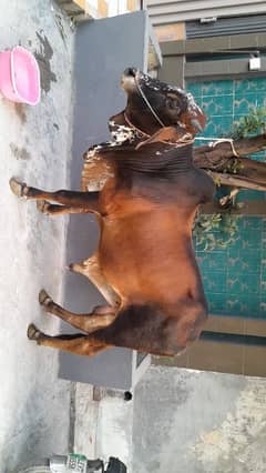 Qurbani Cow Share (حصہ)