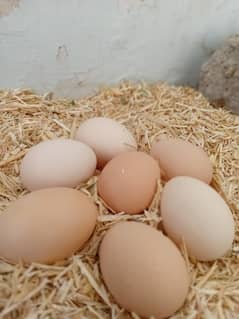 HEAVY WHITE BUFF FERTILE EGGS | High Hatch Rate 