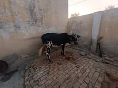 jis ko smj aye wo rbta kry 03435324883