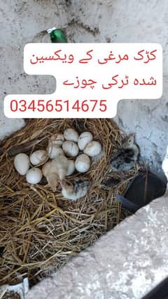 ٹرکی برڈ کے چوزے بہترین کوالٹی