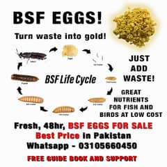 BSF Eggs for birds fish reptiles health