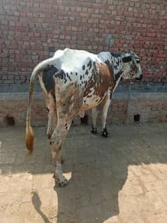 taza soi cow for qurbani