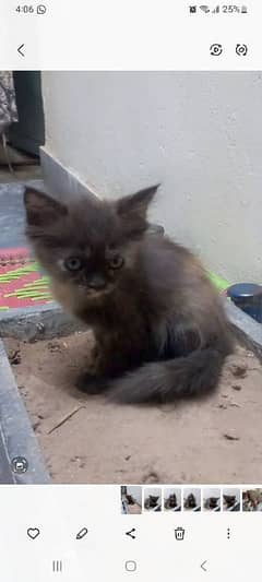 40 day persian cat for sell