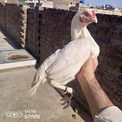 Heera Aseel madi