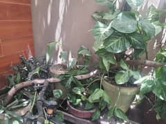 home use plant 30 pice