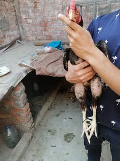 1 aseel murga 1 aseel thai murgi 10 chicks 1 aseel kurk maadi