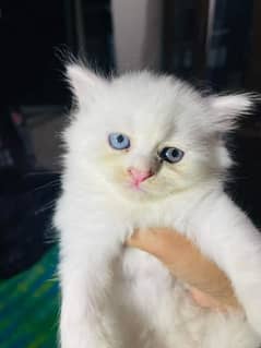 Persian kitten for urgent sale my WhatsApp number 03706577151
