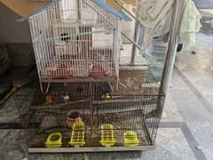 love Birds, Australian Parrot and Diamond Dove with Cages