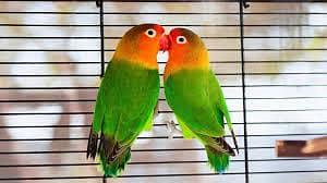 Love Birds