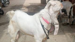 Bakra avail Bal hai desi do dance hai
