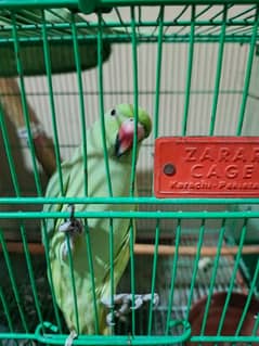 Talking Parrot For Sale.