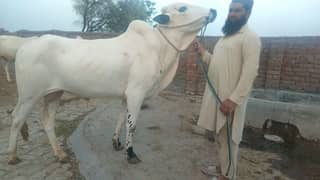 Bulls available for Qurbani