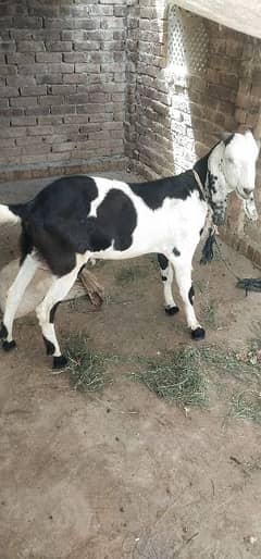 Khubsorat Bakra for Qurbani