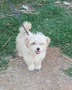 Shitzhu + poodle male sale or exchange