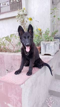 gsd black puppy available in lahore