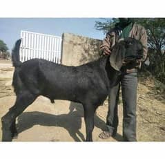 Bakra