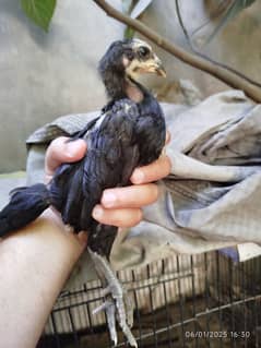 Thai Aseel | Thai Chicks | Shamo chicks | White Shamo