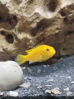 cichlids