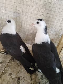 Two Females Black Karbali
