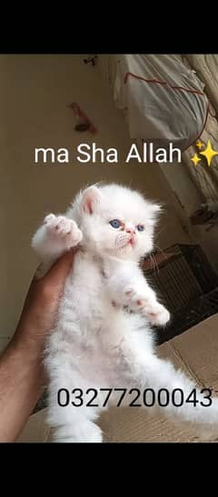 CFA bloodline pure pershion extreme punch face Tripple coated kitten
