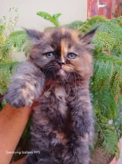 female kitten is available for sell