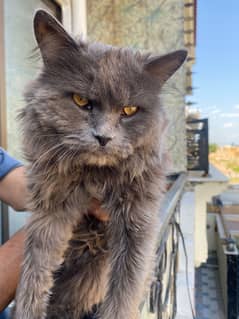 Persian
