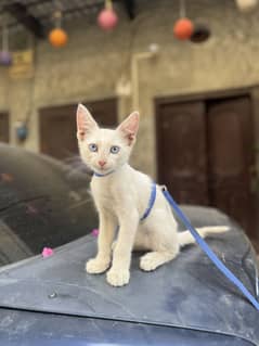 Persian cat for sell