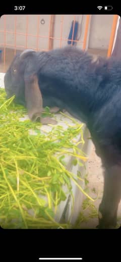 Bakra