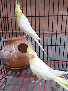 Cocktail Parrot Pair for Sale Avilable
