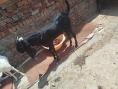 Rajanpuri Bakry | Bakra | Goat Pair | Qurbani Goat | بکرا