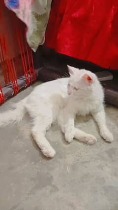 white persion cat
