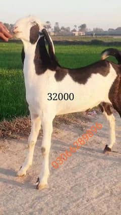 Rajan puri bakra 03066289896