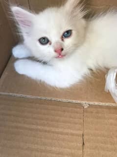 Persian kitten