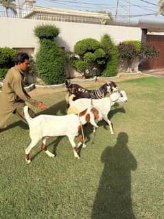 Qurbani