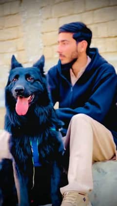 Black German shepherd