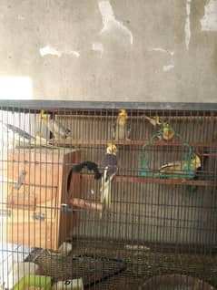 Young & Healthy Cockatiels for Sale – Tame and Playful 