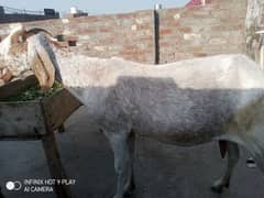 pure dasi bakri 4 sail