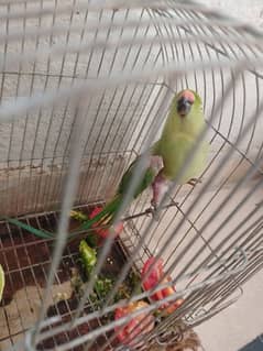 Female parret for sale
