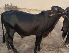 khera bull for next year qurbani wait above 4 man