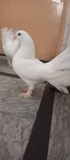 Laky